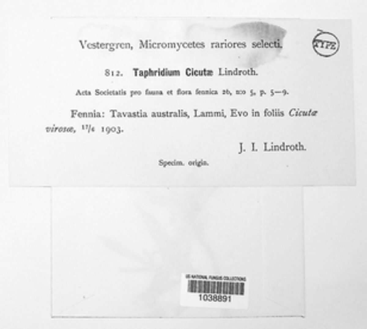 Protomycetaceae image